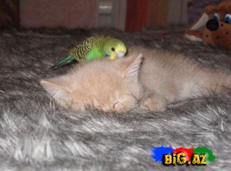 Maraqlı Şəkillər