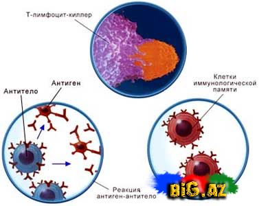 İmmunitet və onun növləri