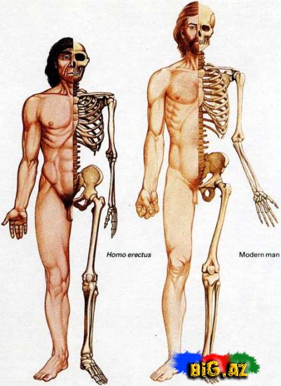 İnsan haqqında heyrətli faktlar