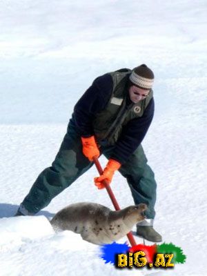 Onları diri-diri soyurlar!