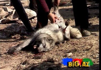 Onları diri-diri soyurlar!