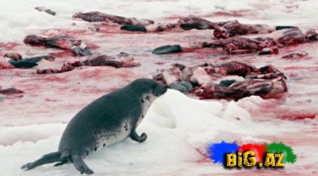 Onları diri-diri soyurlar!