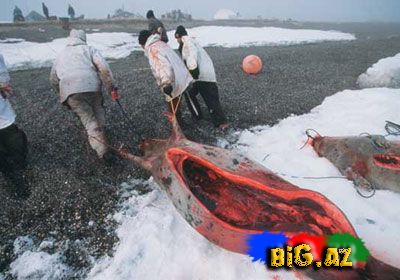 Onları diri-diri soyurlar!