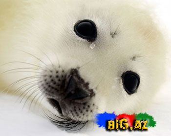 Onları diri-diri soyurlar!