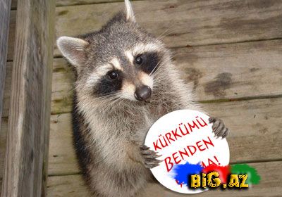 Onları diri-diri soyurlar!