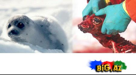 Onları diri-diri soyurlar!