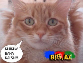 Onları diri-diri soyurlar!