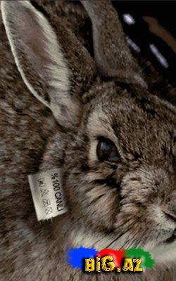 Onları diri-diri soyurlar!