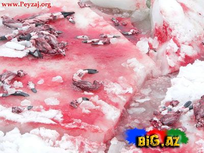 Onları diri-diri soyurlar!