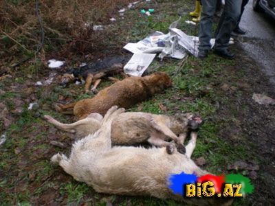 Onları diri-diri soyurlar!