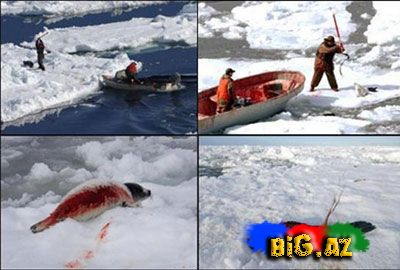 Onları diri-diri soyurlar!