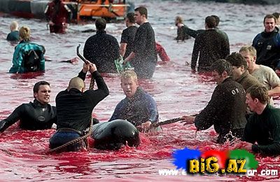 Onları diri-diri soyurlar!