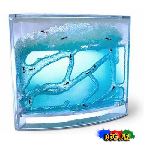 İnternetin zehini məhsulları!