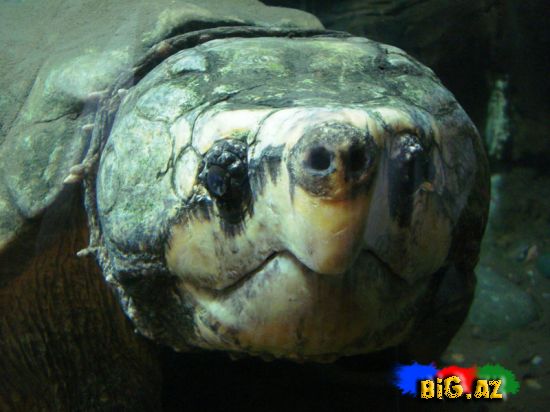 Timsah yeyən tısbağa (Video,Foto)