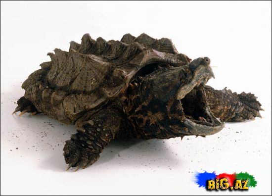 Timsah yeyən tısbağa (Video,Foto)