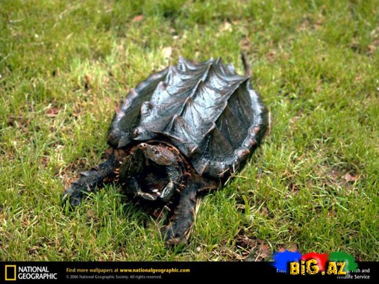 Timsah yeyən tısbağa (Video,Foto)