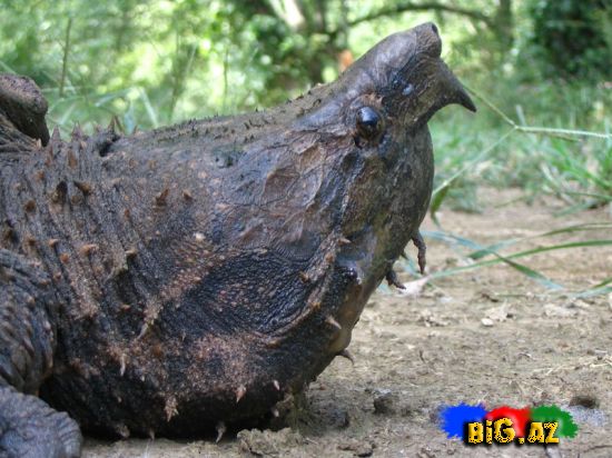 Timsah yeyən tısbağa (Video,Foto)