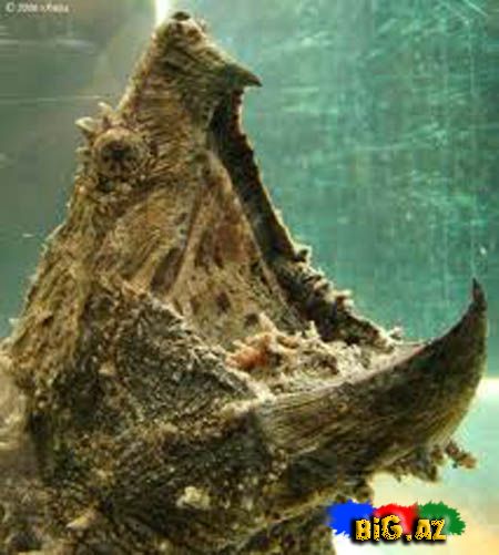 Timsah yeyən tısbağa (Video,Foto)