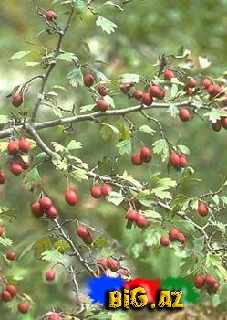 Təzyiqə qarşı 10 dərman