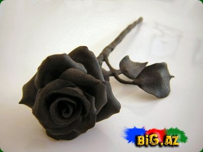 Qızılgül mənaları