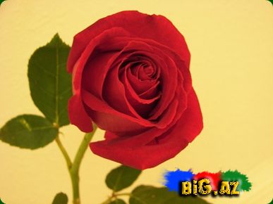 Qızılgül mənaları