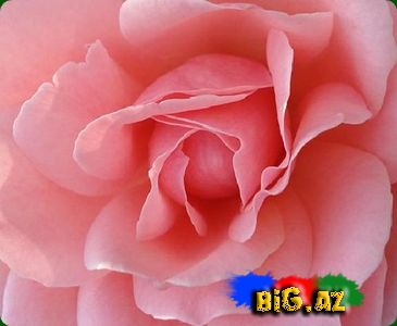 Qızılgül mənaları