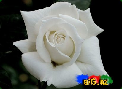 Qızılgül mənaları