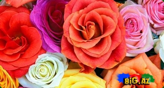 Qızılgül mənaları