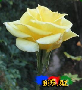 Qızılgül mənaları