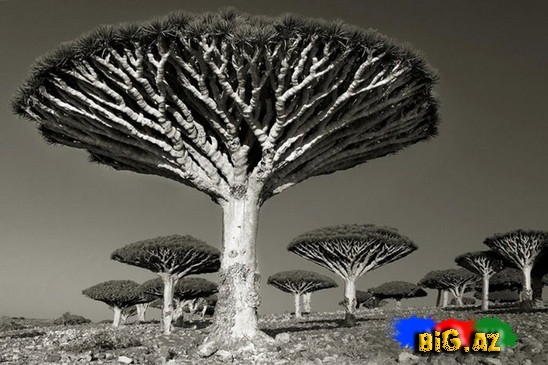 Dünyanın ən yaşlı ağacları - FOTO