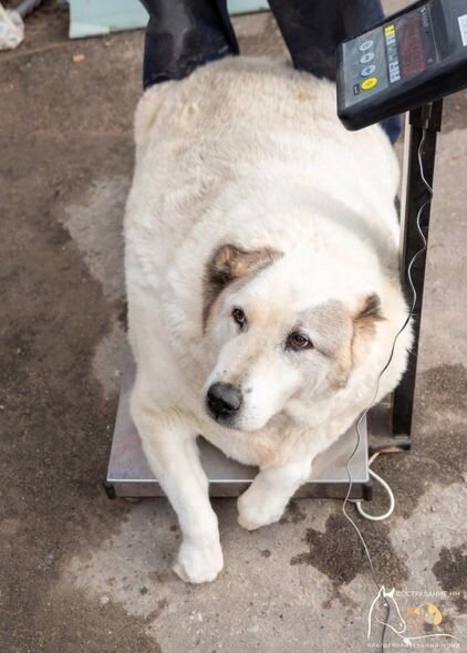 Rusiyada 100 kiloqramlıq it tapılıb - FOTO