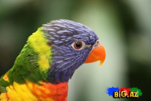 Biri birindən mükəmməl quş növləri - FOTO