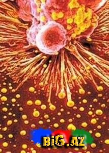 Qadın ilə kişi arasındakı 50 fərq