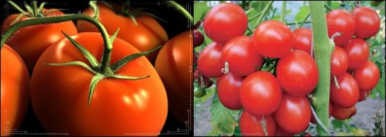 Pomidor haqqında bilmədiyimiz maraqlı faktlar