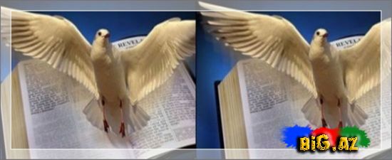 Ağıla və qəlbə işıq saçan Sözlər [Ağıl] - [41 Aforizm]