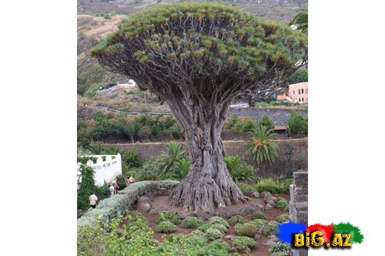 Dünyanın ən maraqlı ağacları