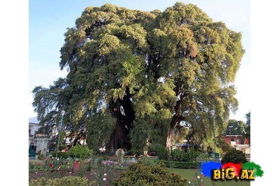 Dünyanın ən maraqlı ağacları
