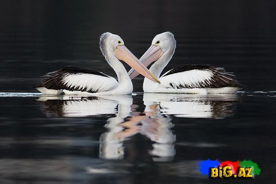 Ən maraqlı şəkillər 2011