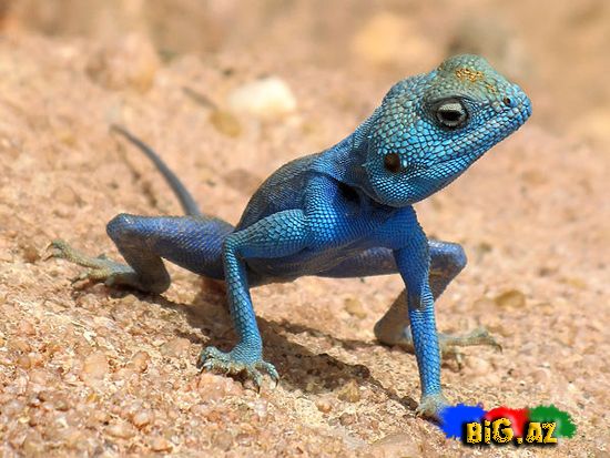 Ən maraqlı şəkillər 2011