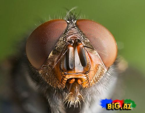 Ən maraqlı şəkillər 2011