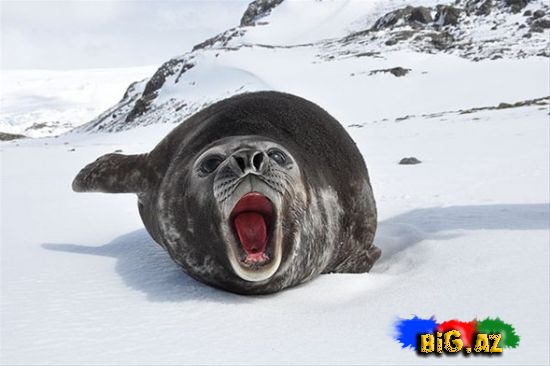 Ən maraqlı şəkillər 2011