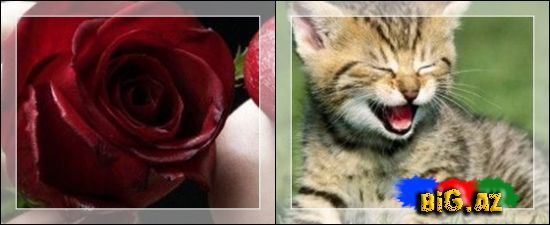 Samsung üçün divar kağızları [240x320] [35 ədəd]