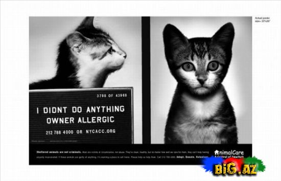 Maraqlı reklam şəkilləri