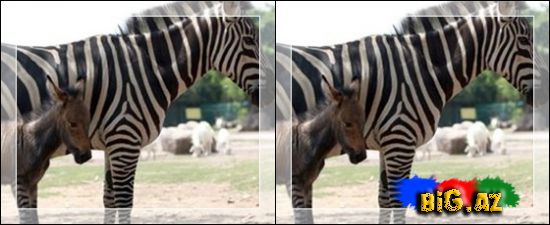 Anası zebra, atası uzunqulaq