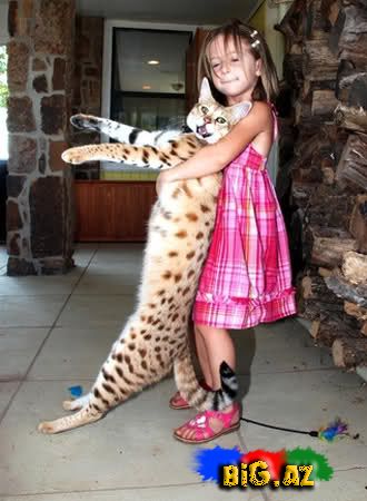 Dünyanın ən uzun pişiyi [Foto]