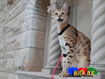 Dünyanın ən uzun pişiyi [Foto]