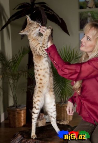 Dünyanın ən uzun pişiyi [Foto]