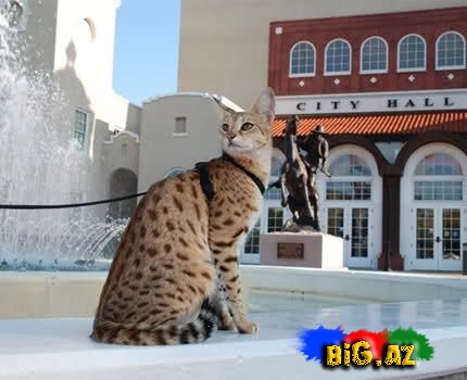 Dünyanın ən uzun pişiyi [Foto]
