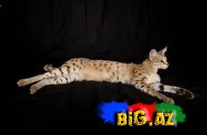 Dünyanın ən uzun pişiyi [Foto]