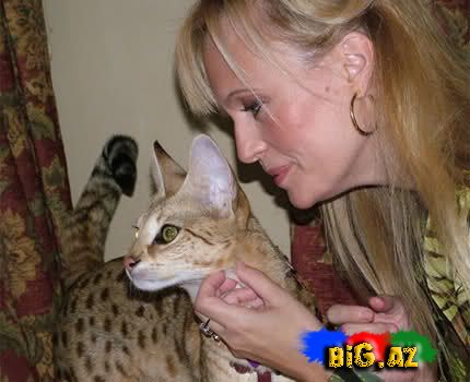 Dünyanın ən uzun pişiyi [Foto]